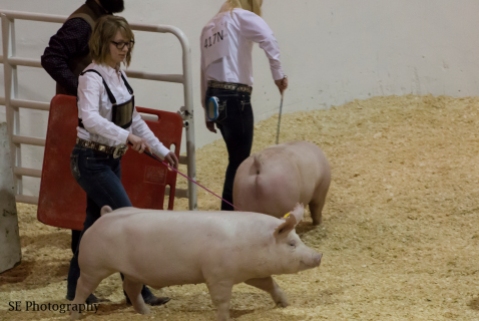 Savannah - Swine - WM